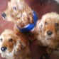 3 bellos ejemplares cocker spaniel 